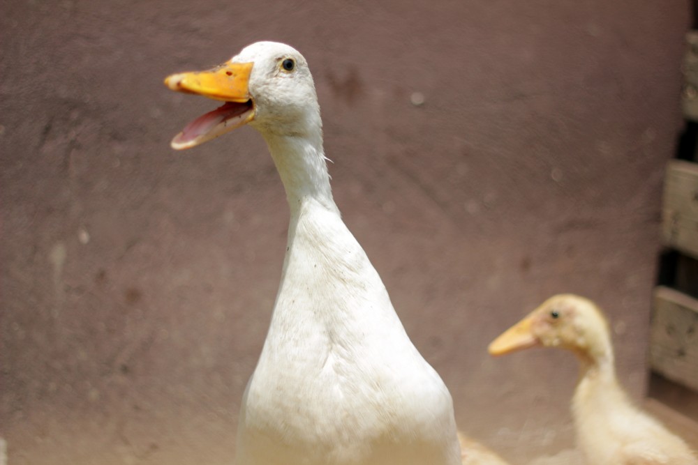 Autochthonous and traditional slovene animals